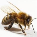 pszczolka